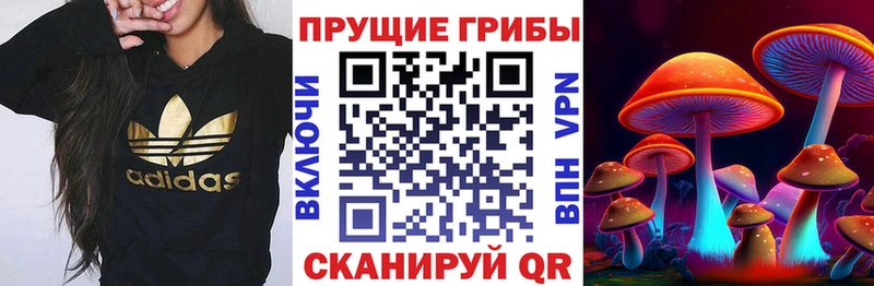 mega ТОР  Сосновка  Галлюциногенные грибы Psilocybe 